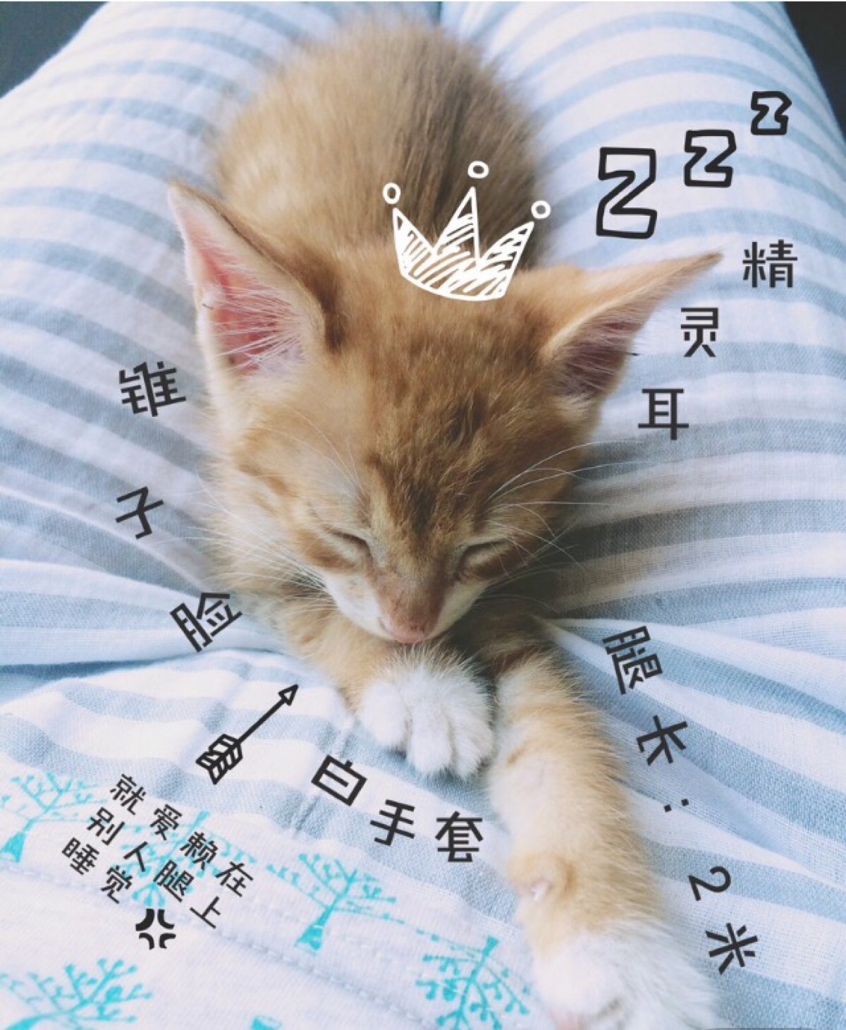 朋友圈背景墙 头像 文字 意境 猫咪