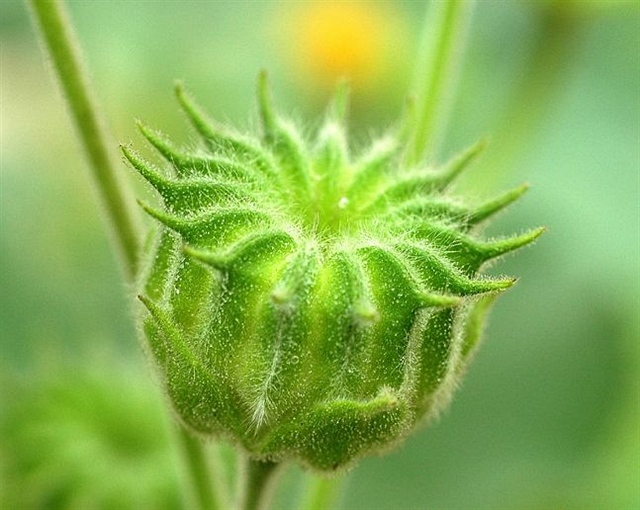 青麻-堆糖,美好生活研究所