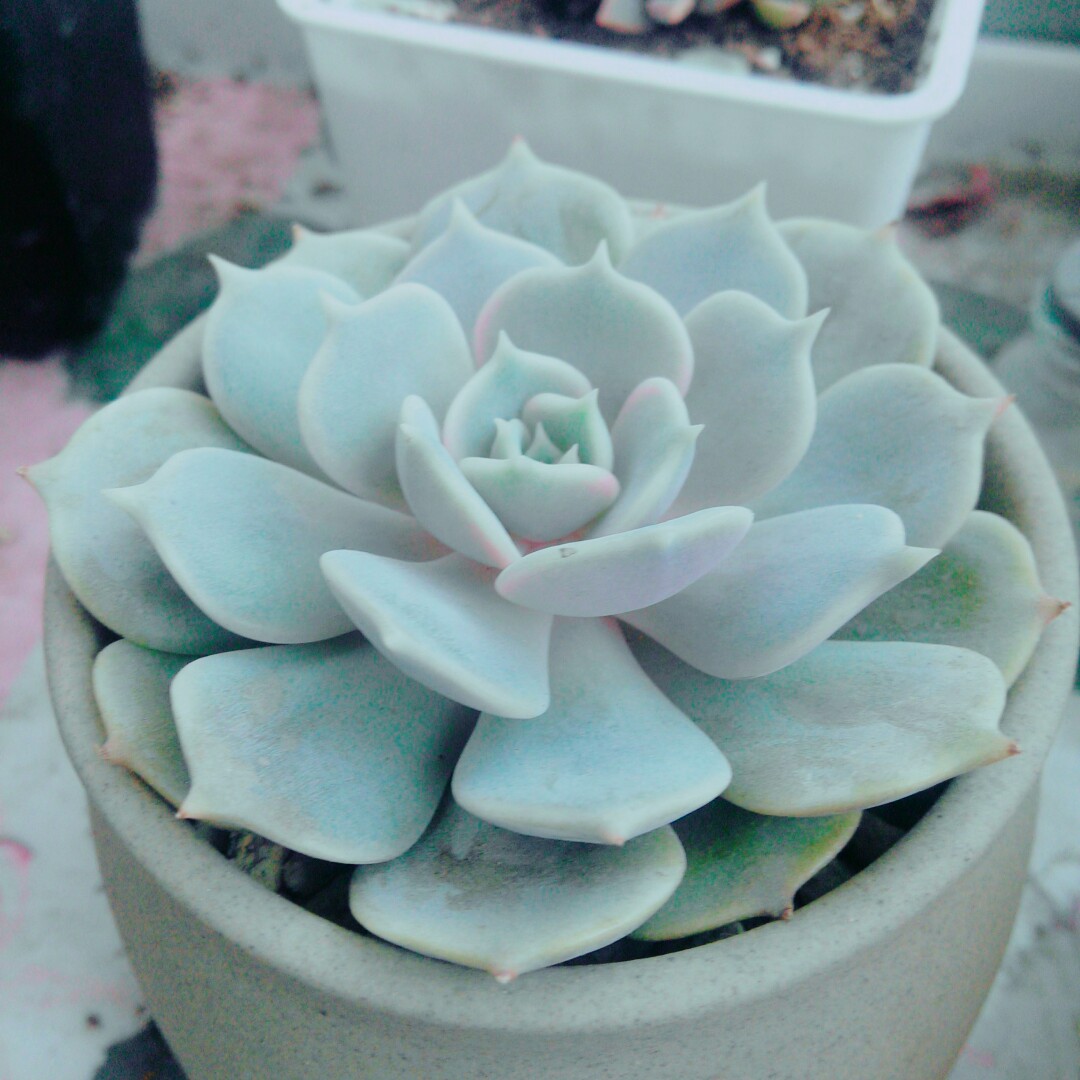 多肉.露娜莲