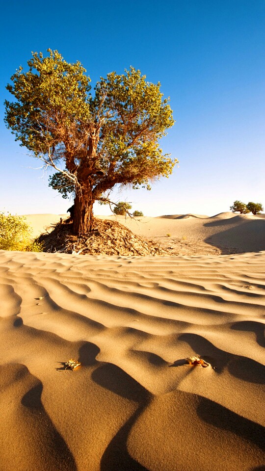 是中国最大的沙漠,也是世界第十大沙漠,同时亦是世界第二大流动沙漠