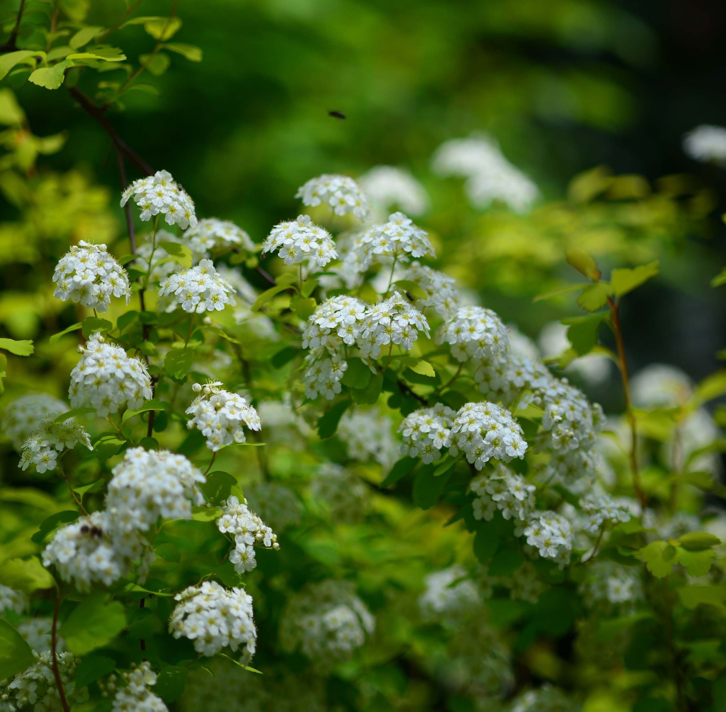 阳春白雪绣线菊