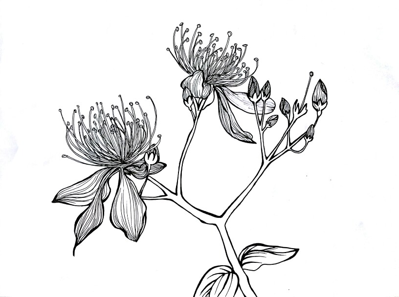 最近的作业,手绘植物花朵,之后变形,设计装饰纹样这花不知道叫什么