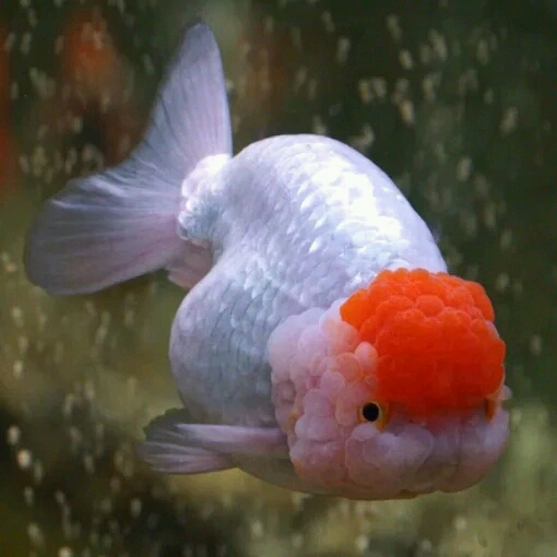 红头虎头