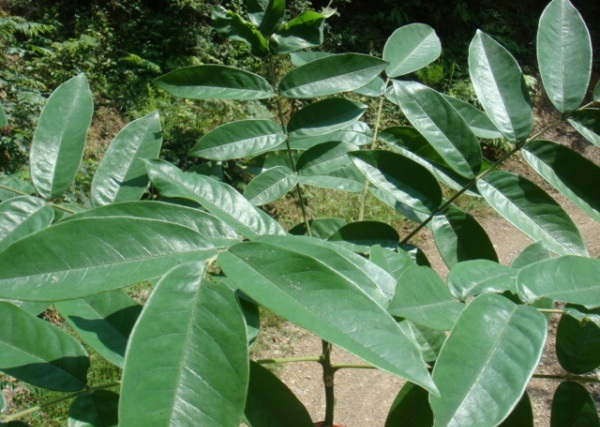 提起花榈木(花梨木),人们无不为其心材具有绚丽美观的木纹而称奇