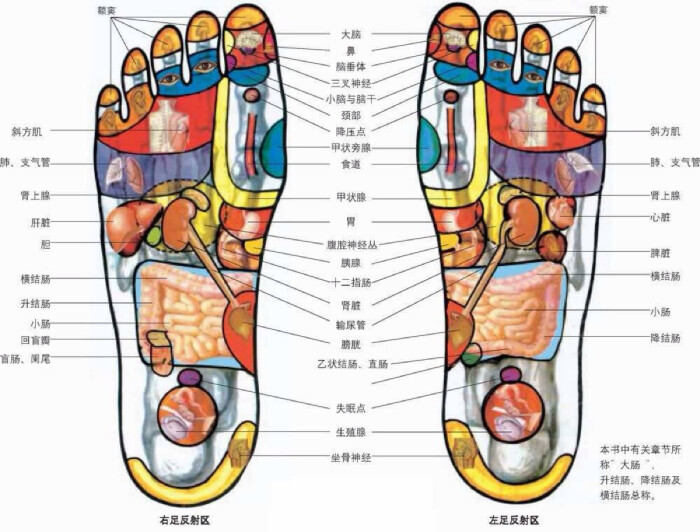 耳鸣脚底反射区图解图片