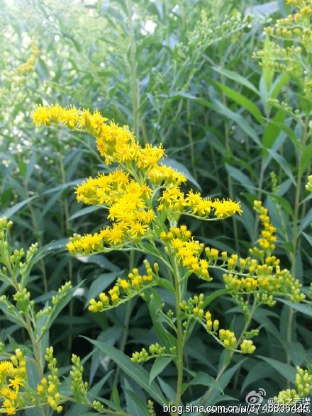 英文名称:common goldenrod~ 菊科-管状花亚科-紫菀族-一枝黄花属