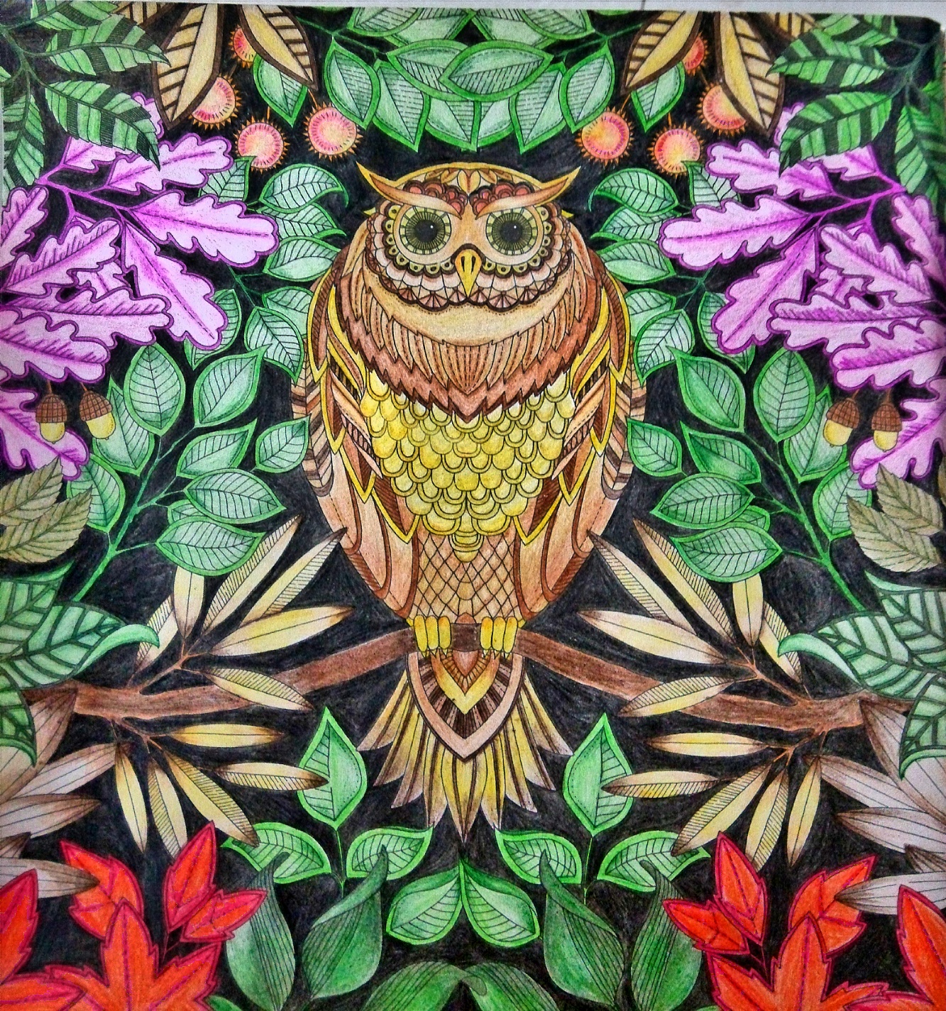 秘密花园之猫头鹰