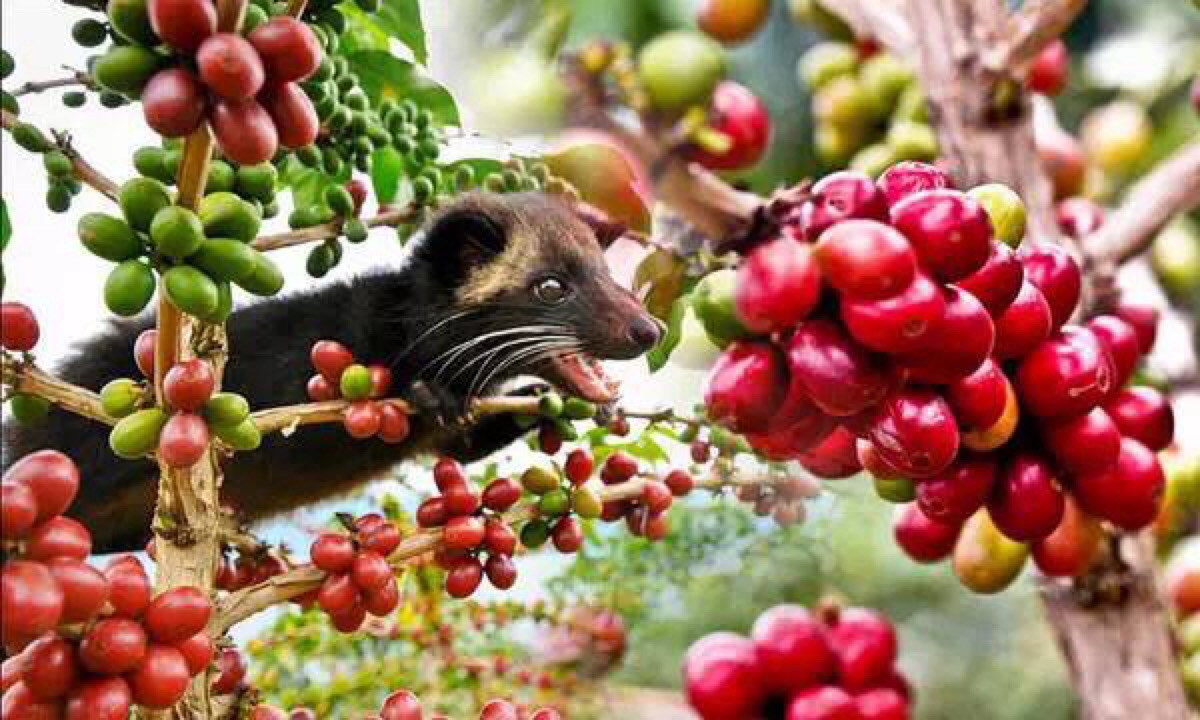 猫屎咖啡是有一种野生的叫做麝香猫的动物产出的粪便 这种麝香猫产于