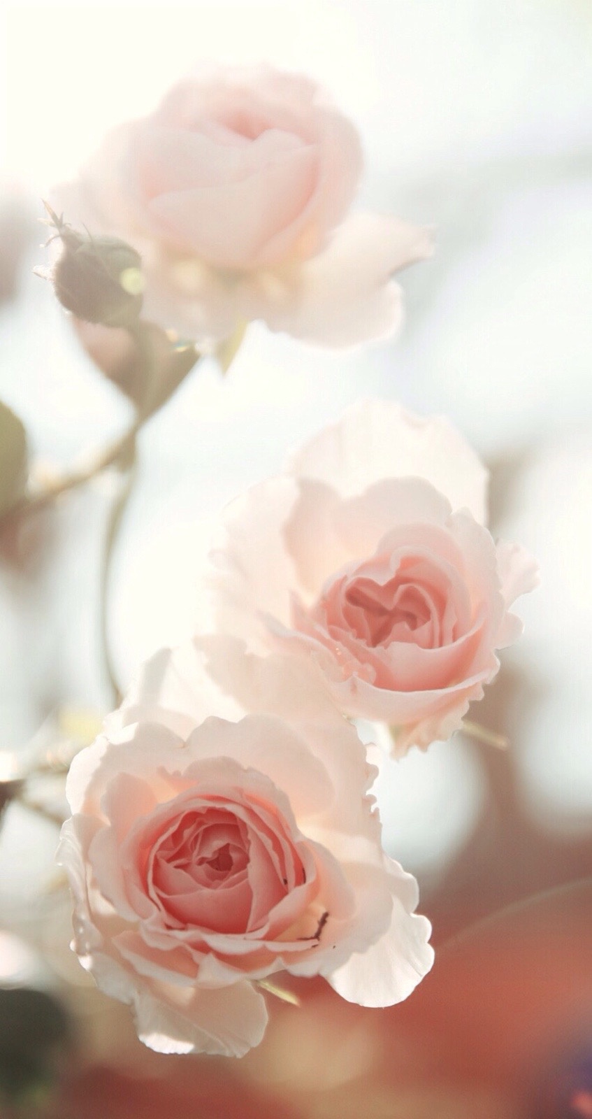 手机壁纸wallpaper,wallpaper壁纸手机版 花# #flower# #wallpaper# #手机壁纸# #背景# #锁屏# #壁纸