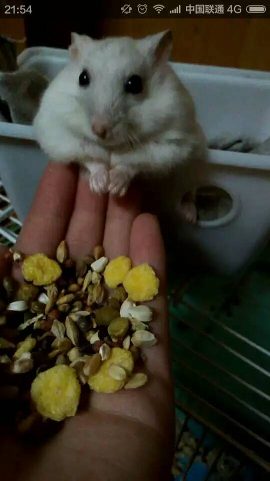 一只叫布丁的仓鼠