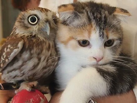 小猫与猫头鹰的有爱生活