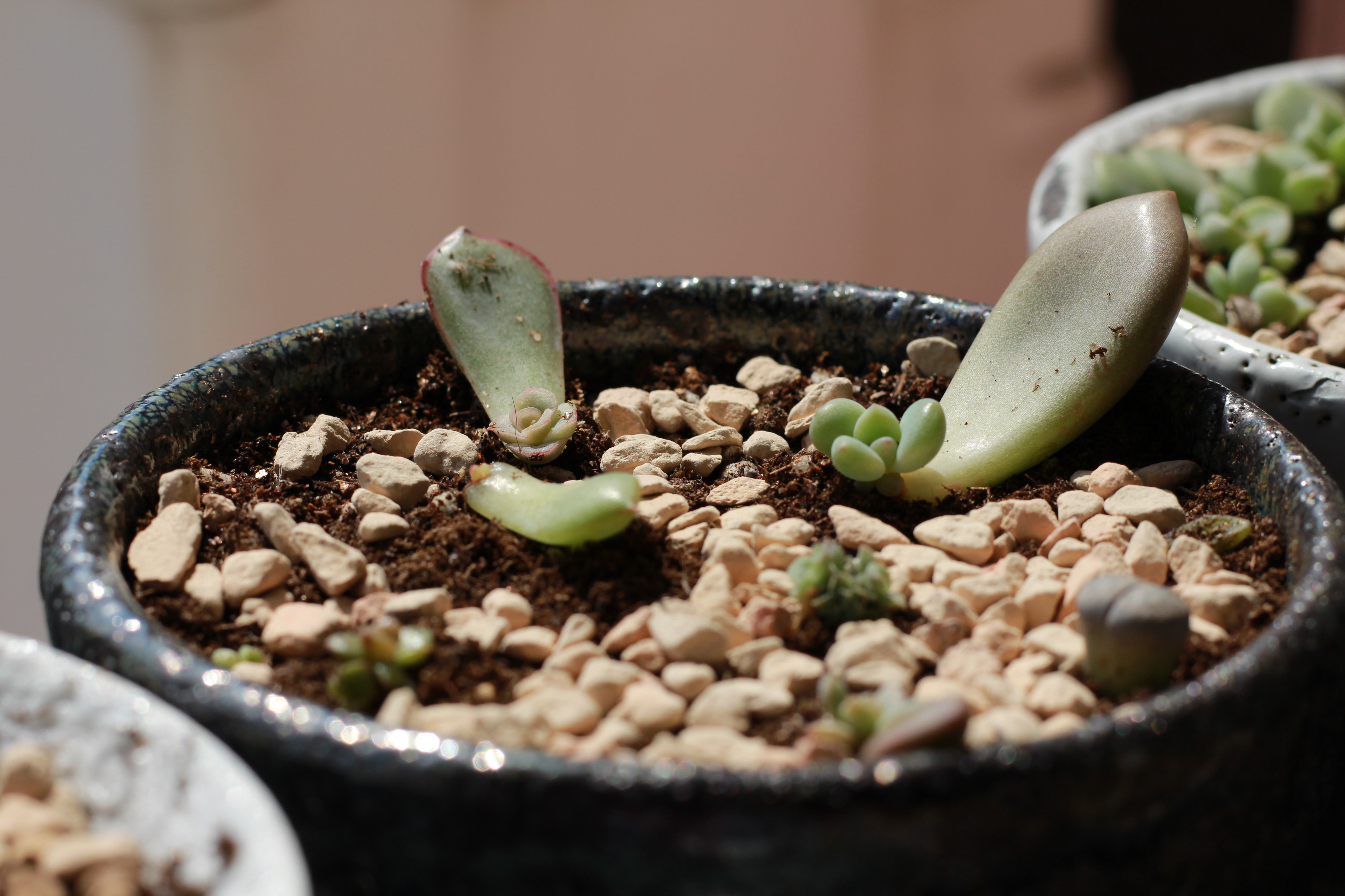 【叶插】奥普琳娜二二,红爪妹子,还有颗红边边长得端正得像朵花,等