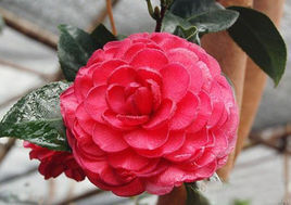 贝拉大玫瑰(英文名称:bella rosa:是山茶科植物.