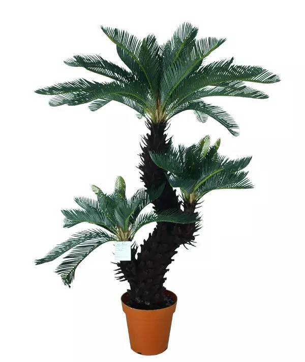 客厅摆放植物之——苏铁(铁树)