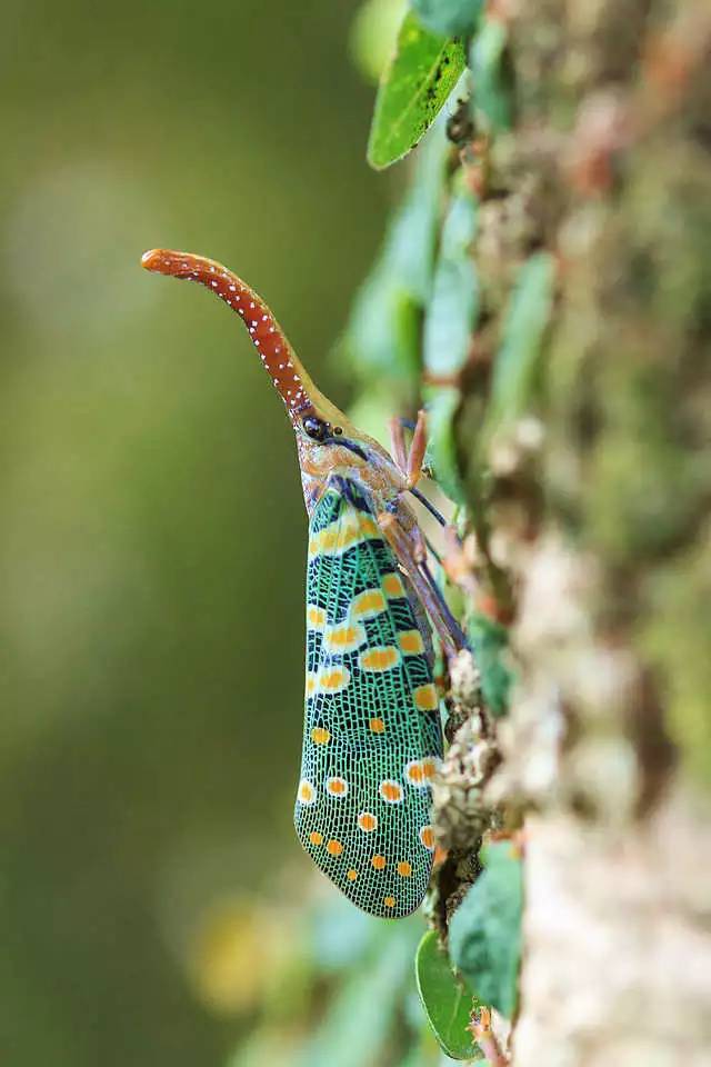 龙眼树上的长鼻子昆虫图片