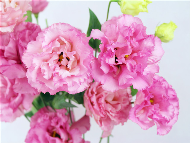 昆明therose花店#重瓣粉桔梗.