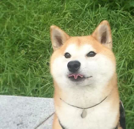 这只柴犬叫做"柴田部长,简直超级英俊帅气!