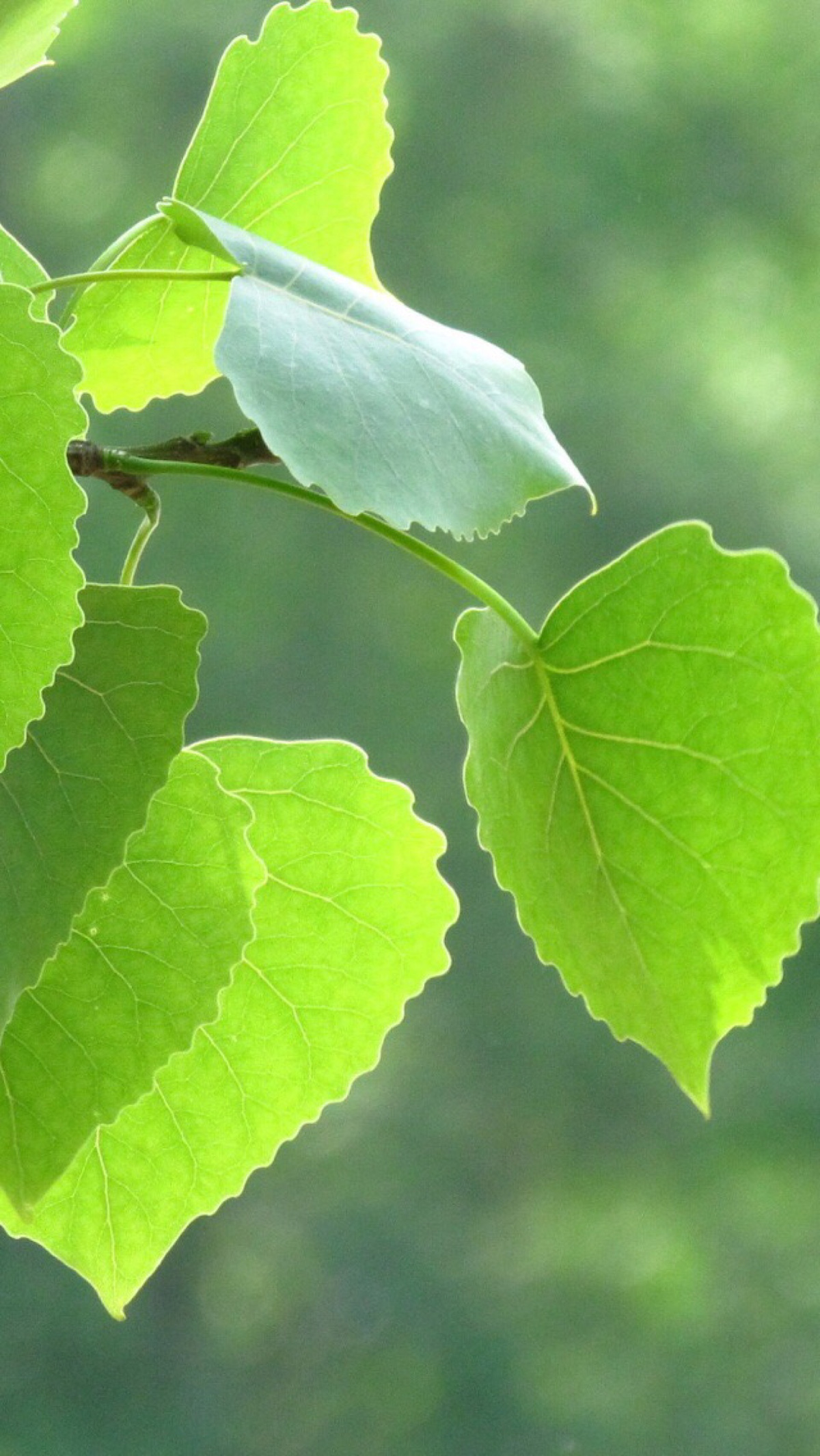 背景 壁纸 绿色 绿叶 树叶 植物 桌面 1200_2130 竖版 竖屏 手机图片