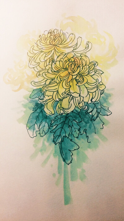 菊花 写生