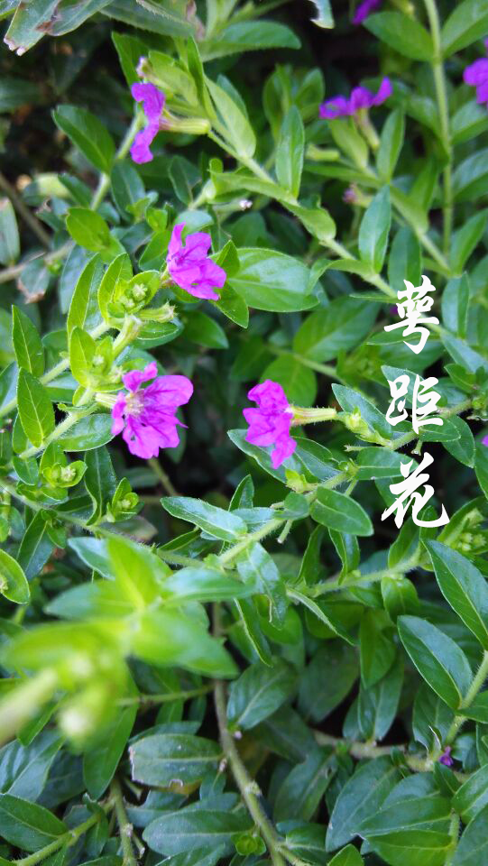 园博园的花花草草萼距花