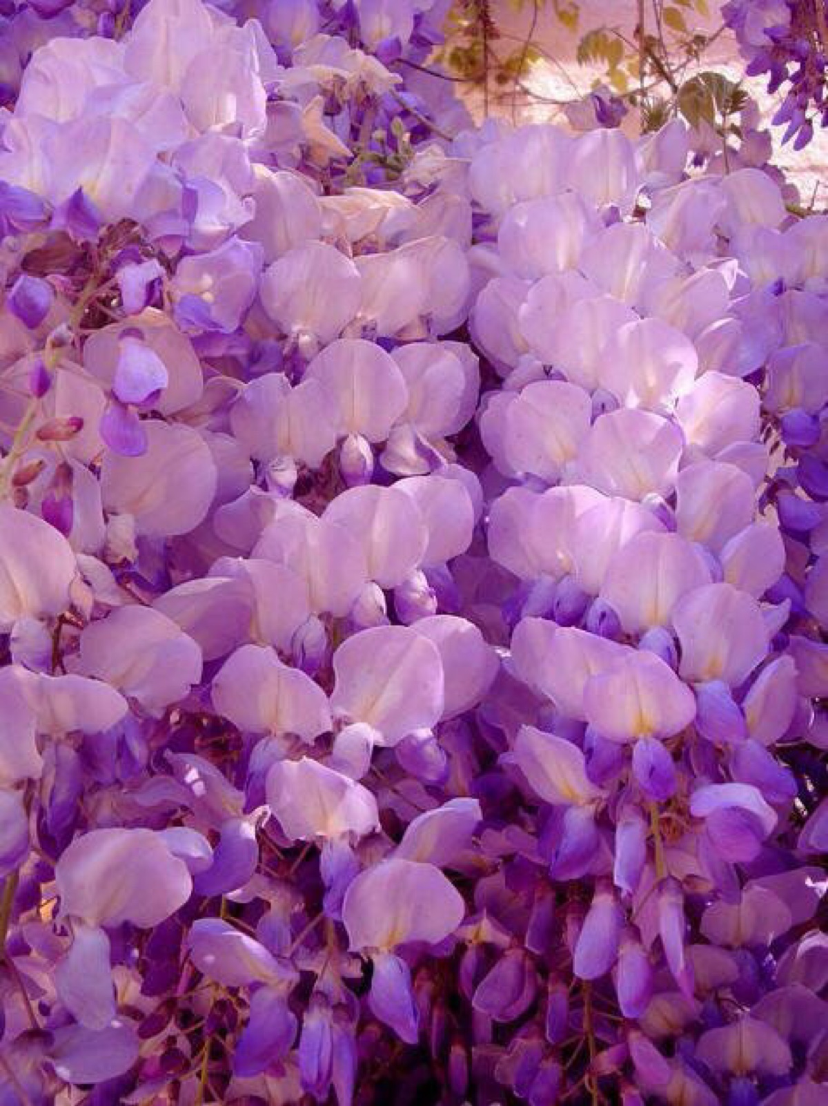 紫色的花