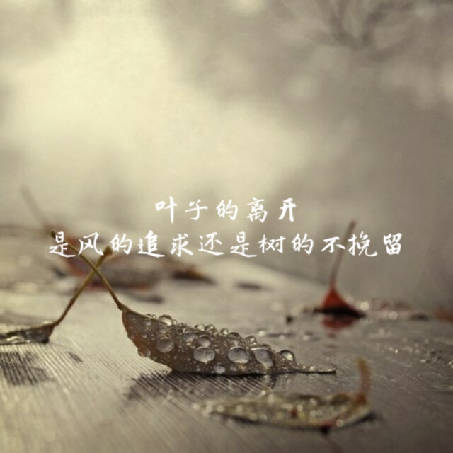 叶子的离开,是风的追求还是树的不挽留.