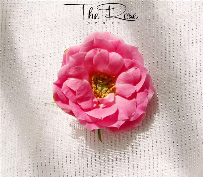 昆明therose花店#早安!