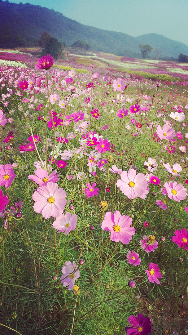 秋天的花海