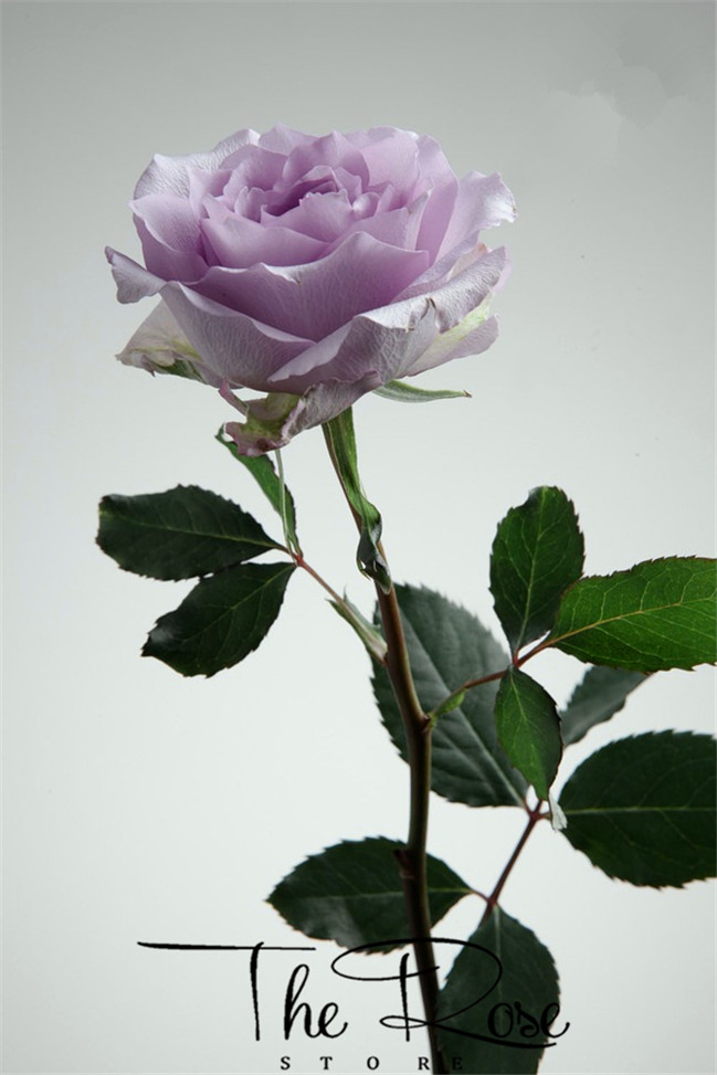 昆明therose花店#海洋之歌.