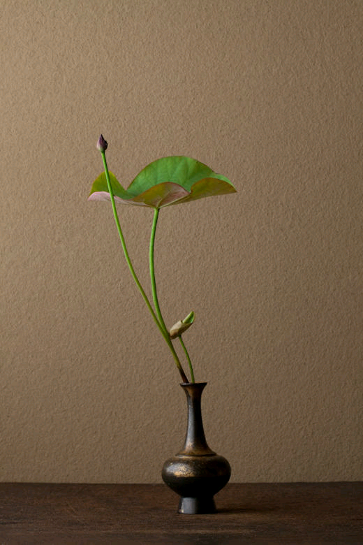 一花一世界,一叶一菩提图片