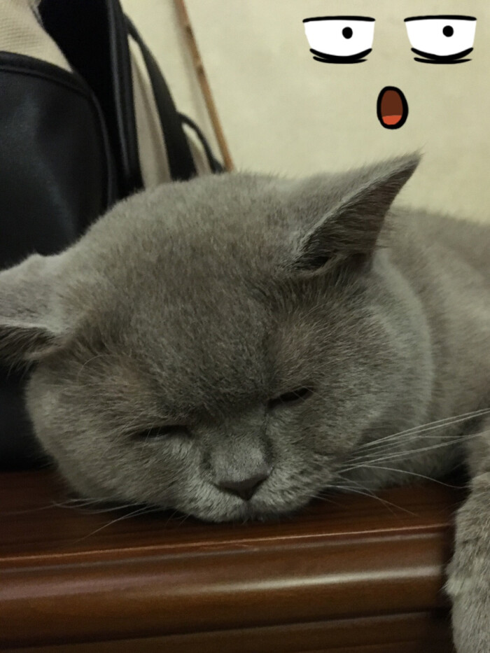 朕困了 