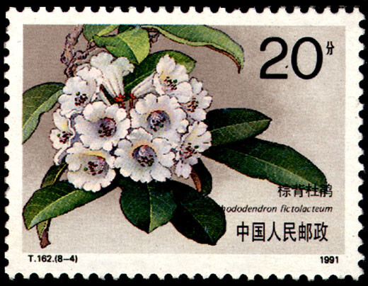杜鹃花-棕背杜鹃
