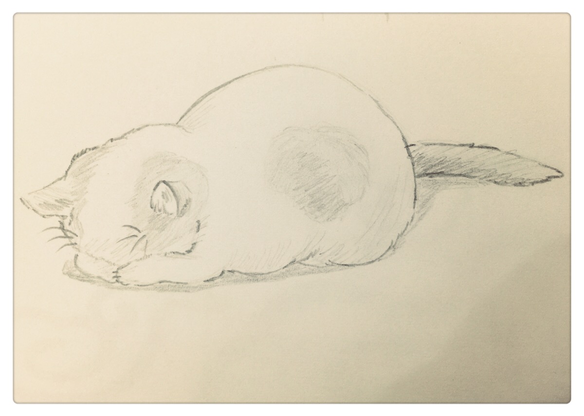 铅笔手绘—猫