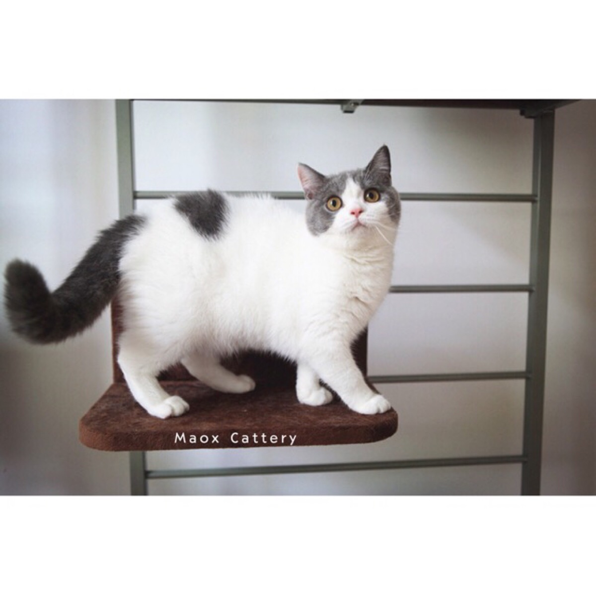 香草绒～#cfa英国短毛猫