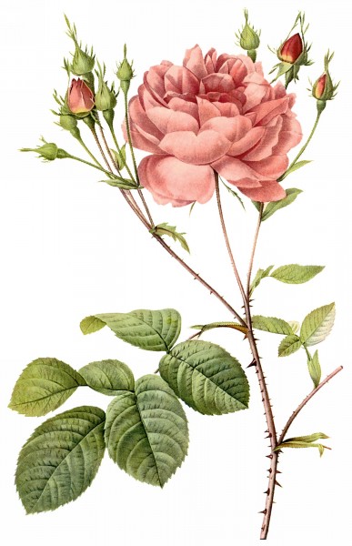 蔷薇科的花图式图片