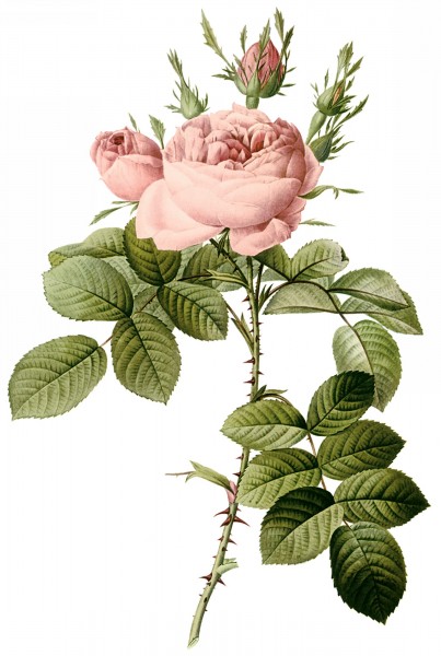 蔷薇科的花图式图片