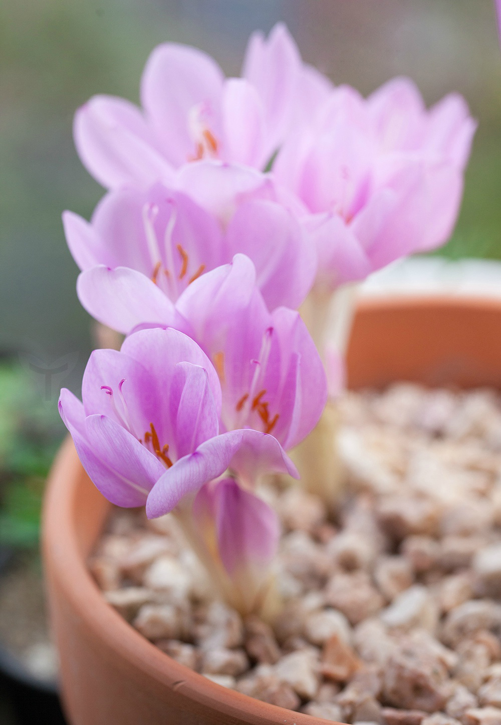 colchicum sp. ,秋水仙科秋水仙属.