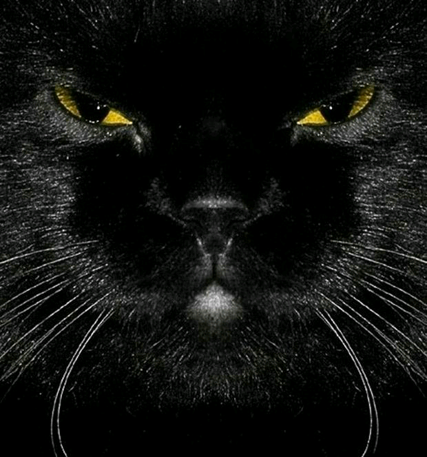 高清黑色猫眼壁纸图片