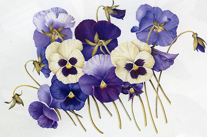 pansies 三色堇 watercolor on paper 290x360mm artisit: susannah