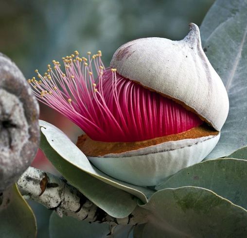 eucalyptus桉树的花