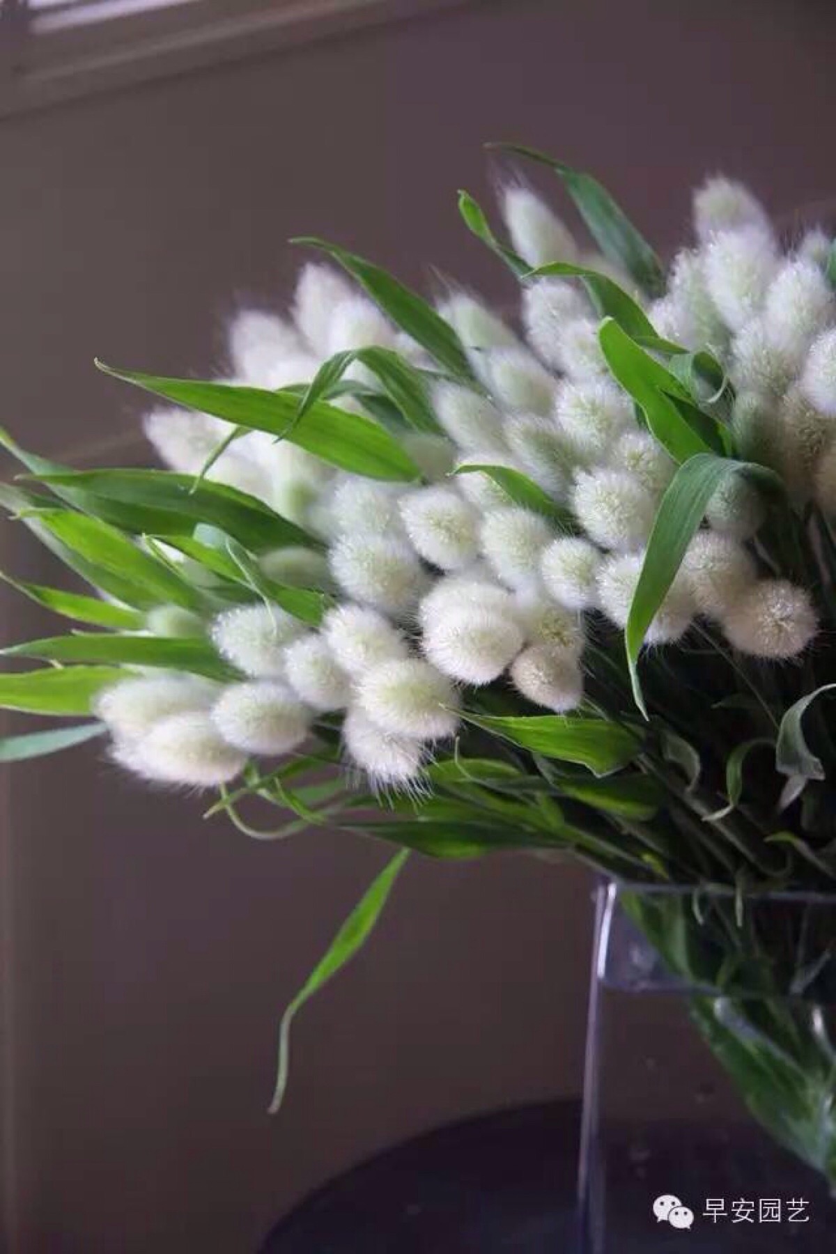 兔尾草是一年生草本植物,丛生,圆锥花序,卵形,柔软,小穗多,花白色