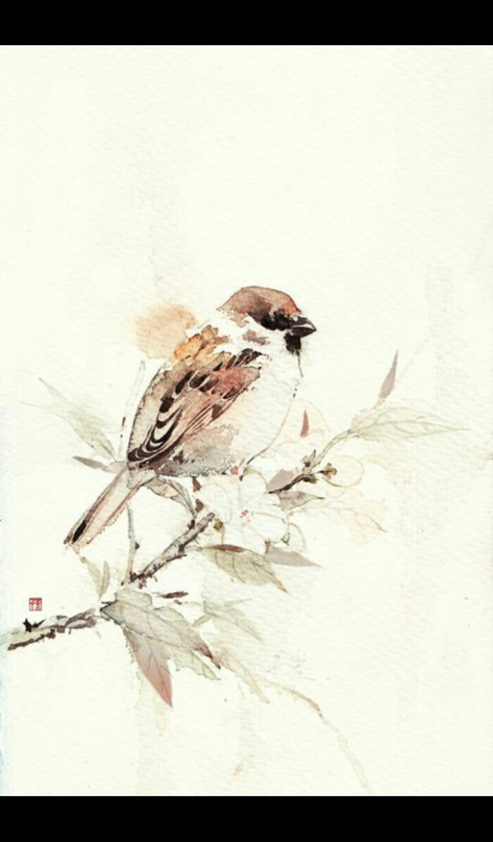 麻雀,水彩,壁纸