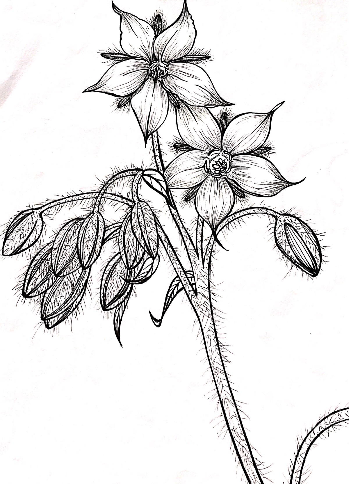 近期作业,手绘花卉植物