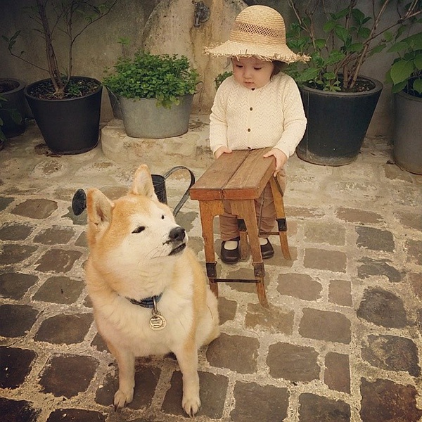 小萝莉 柴犬 宝宝 萌宝 娃娃 小孩 狗狗 宠物 儿童 萝莉 卖萌 可爱