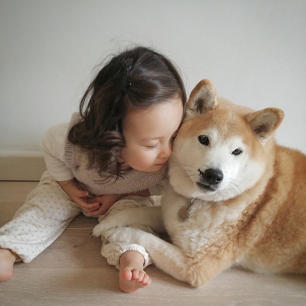 小萝莉 柴犬 宝宝 萌宝 娃娃 小孩 狗狗 宠物 儿童 萝莉 卖萌 可爱