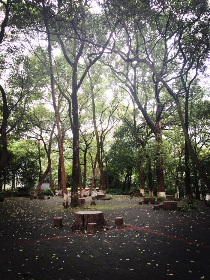 堆糖遇见坚果#西南大学校园