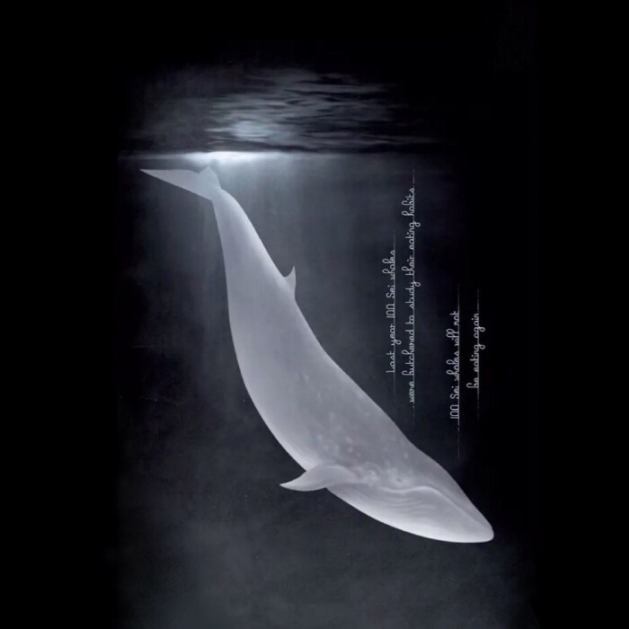 鲸鱼头像微信图片