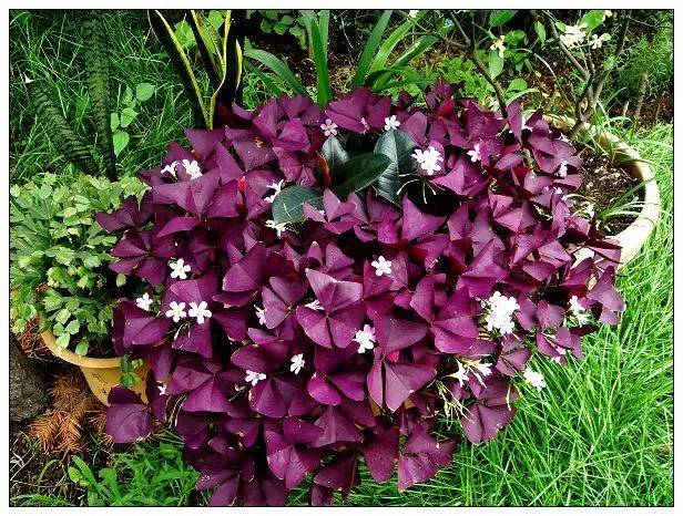 紫叶酢浆草(oxalis triangularis cv.