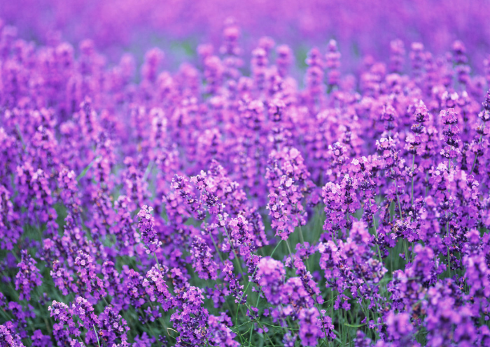 薰衣草是一种馥郁的紫色的小花,又名宁静的香水植物,素有芳香药草