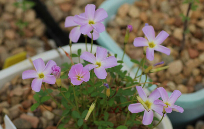 oxalis fragrans 夜香酢浆草,酢浆草科酢浆草属.